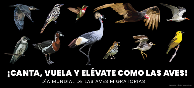 noticias aves migratorias