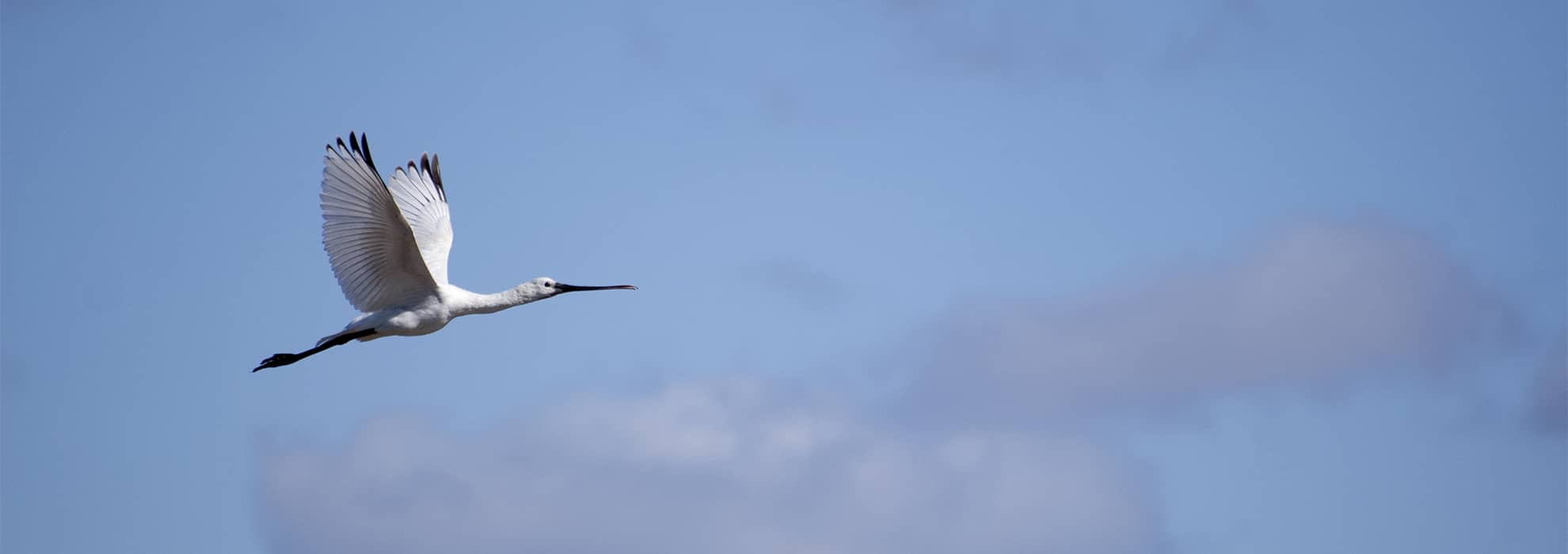 Birdwatching Cádiz