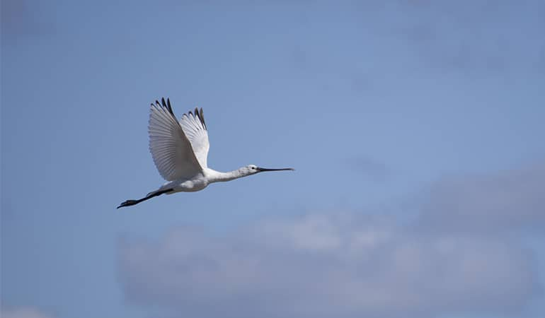 Birdwatching Cádiz