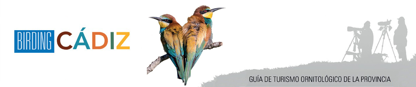 noticias aves Cádiz
