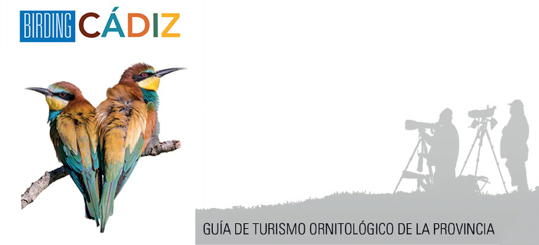 noticias aves Cádiz