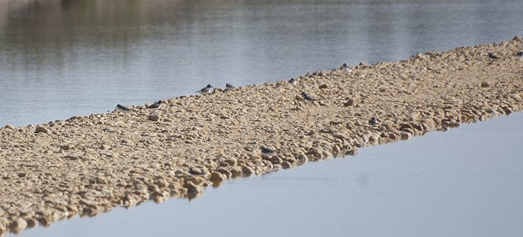 noticias aves cadiz