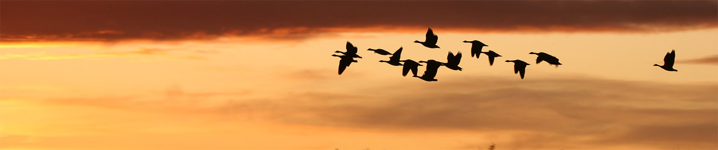 noticias aves Cádiz