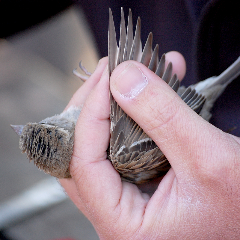 anillado aves Cádiz