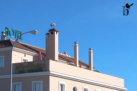 Cigüeña blanca Cádiz